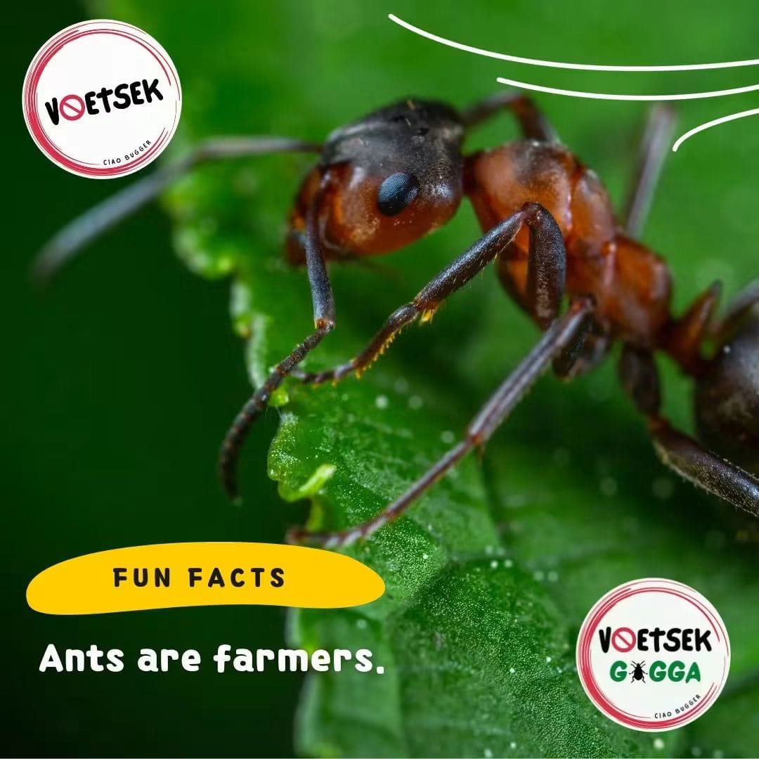 Ant crossing a green leaf, illustrating how ants farm and spread through a home.