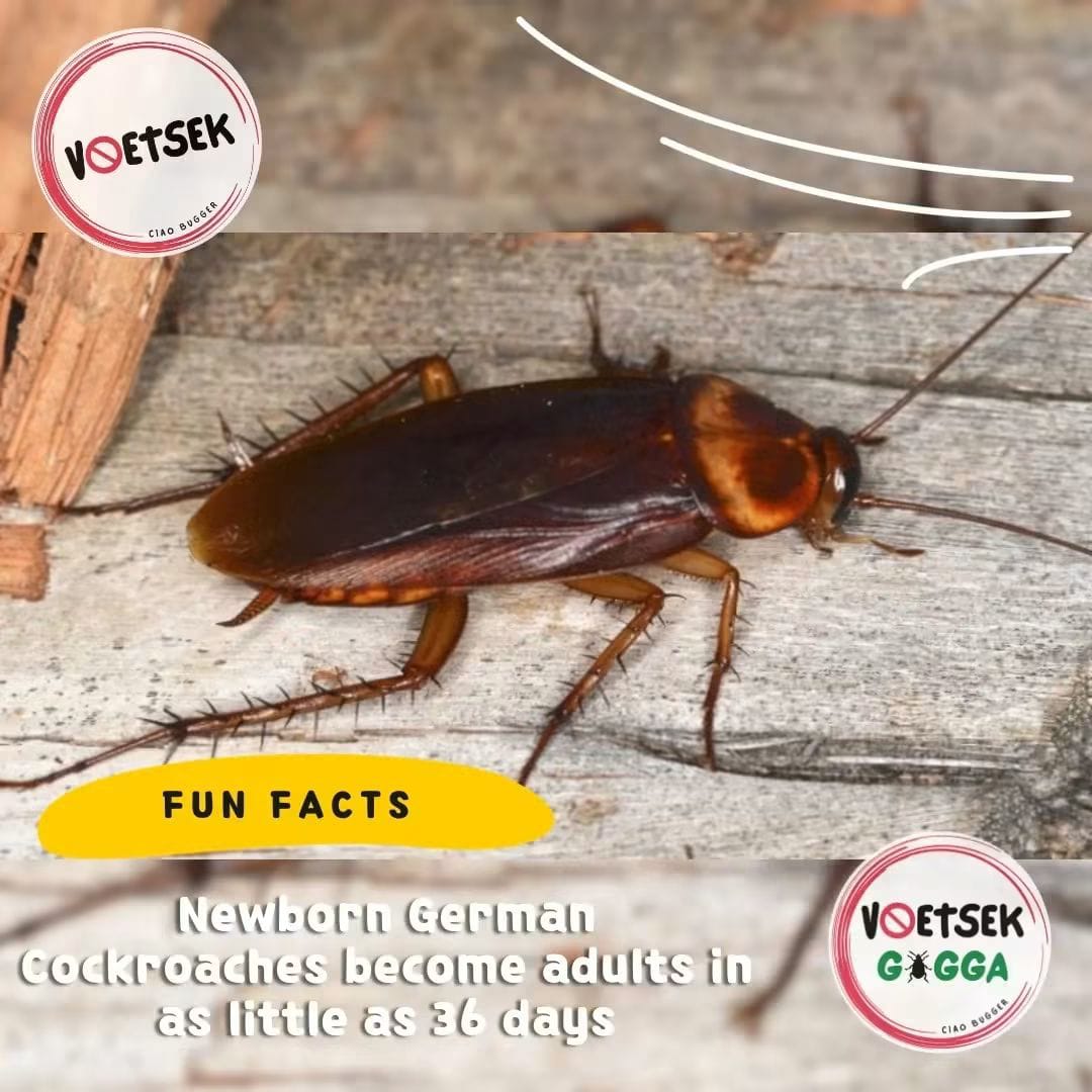 German cockroach on weathered wood; newborn German cockroaches become adults in as little as 36 days.