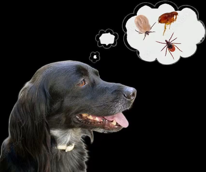 Dog picturing ticks and fleas in a thought bubble, showing the pests that affect family pets.